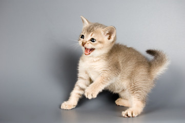 kitten whom the first time poses in studio