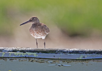 perched willet