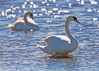 mute swans