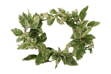 Obraz premium green leaf 2150