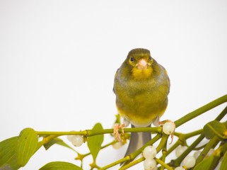 canary-bird