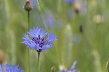 Obraz premium bleuets