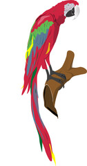 parrot ara © rus