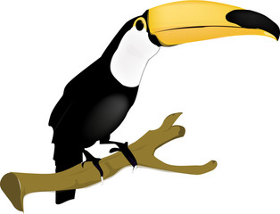parrot tukan © rus