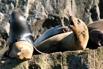 seals