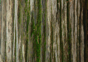 old tree trunk vertically