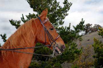 Obraz premium saddlebred with english bridle