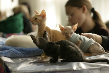 three sphinx