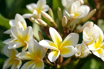 frangipani