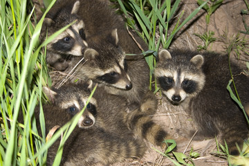 baby racoons