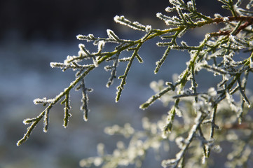 frozen green branche