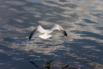 seagull