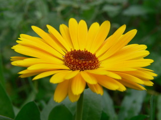 fleur