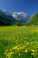 Obraz premium spring in alpine valley in northern slovenia