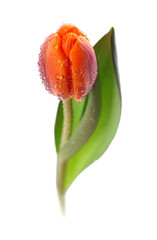 isolated tulip flower