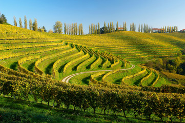 vineyards in autumn - 2000381