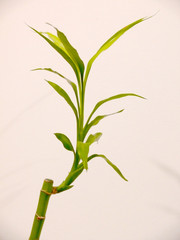 Fototapeta na wymiar plante