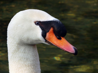swan eye closeup