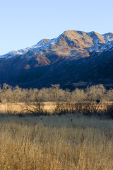 kodiak deer in hiding