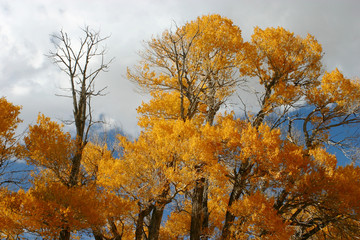 Fototapeta premium cottonwood top autumn