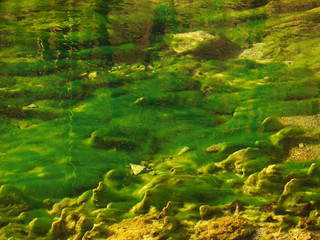 Fototapeta na wymiar green and wet background
