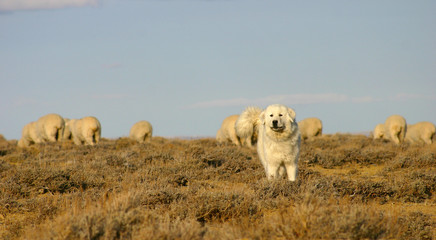 sheep dog protecting herd