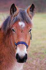 Obraz premium portrait de poney