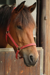 horse, portrait