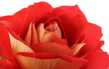 red rose - real macro