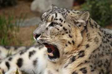 Rolgordijnen snow leopard © Petr Mašek