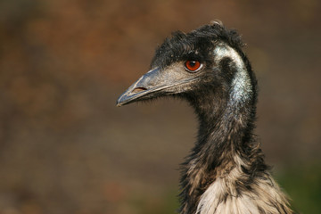 emu, flightless bird