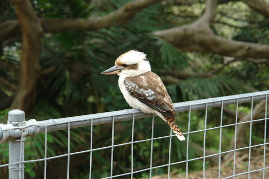 kookaburra