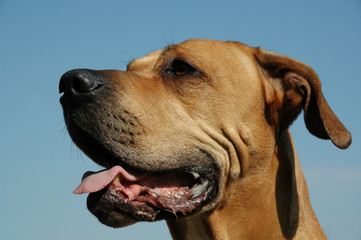 Obraz premium dog in profile