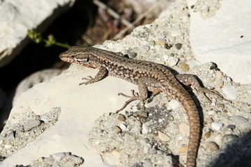 lézard gris