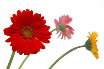 3 flowers
