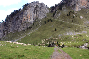 troupeaux et randonneurs - obrazy, fototapety, plakaty