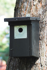 nest box