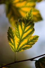 autumn leaf