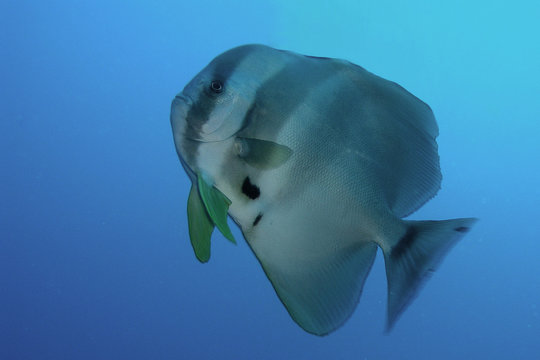 bat fish