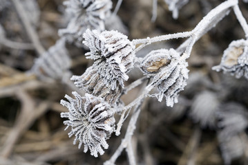 frozen flower
