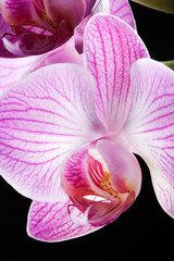 Fototapeta na wymiar zbliżenie z kwiatów orchidei na czarny