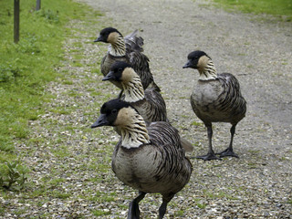 birds on a walk