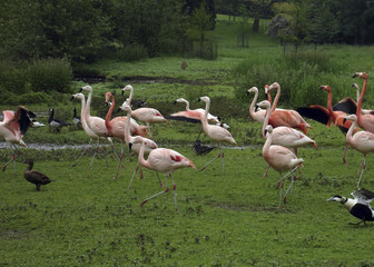 family of pink flamingos