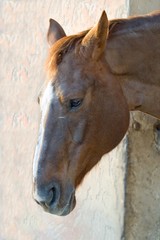 chevaux 029
