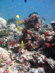 Fototapeta na wymiar podwodny krajobraz