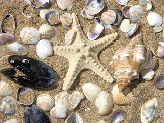 seashells and starfish