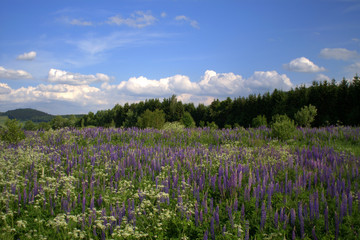 lupin field