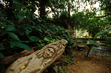 jamaica jungle trail