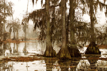 Fototapeta premium misty morning in the swamp