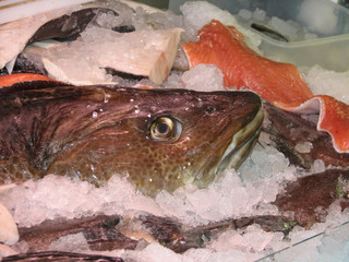 dorsch